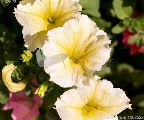 Image of yellow flower Petunia Surfinia Vein