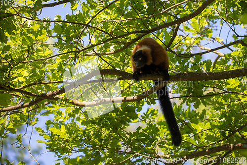 Image of Red ruffed lemur, Varecia rubra
