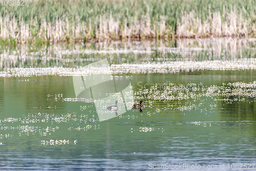 Image of flowering pond in spring