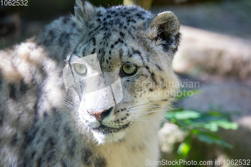 Image of snow leopard - Irbis