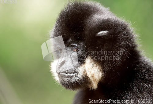 Image of primate gibbon (Nomascus gabriellae)