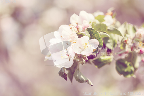 Image of flowering apple tree in spring