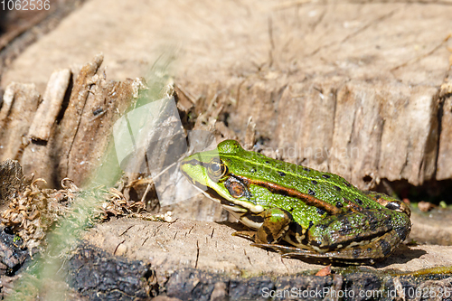 Image of Beautiful marsh frog, European wildlife