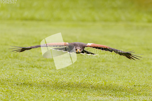 Image of trained bird falcon flying in nature