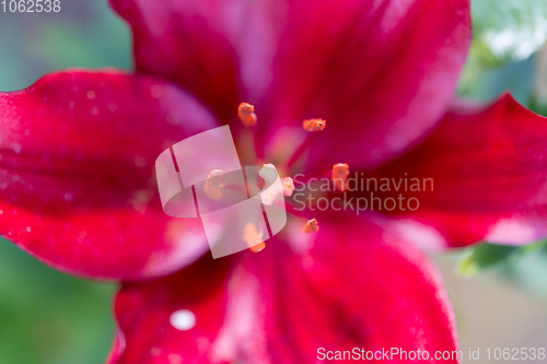 Image of beautiful lily flower in bloom