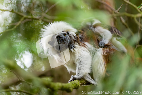 Image of tamarin family with small baby