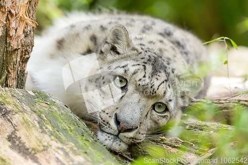 Image of cat snow leopard - Irbis, Uncia uncia