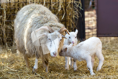 Image of Sheep with lamb, easter symbol