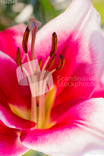 Image of beautiful lily flower in bloom