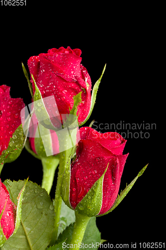 Image of bouquet fresh red roses