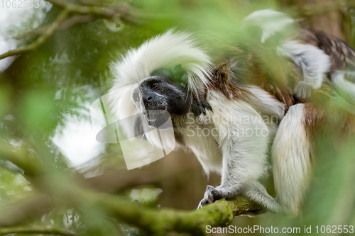 Image of tamarin family with small baby