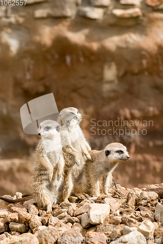 Image of family of meerkat or suricate