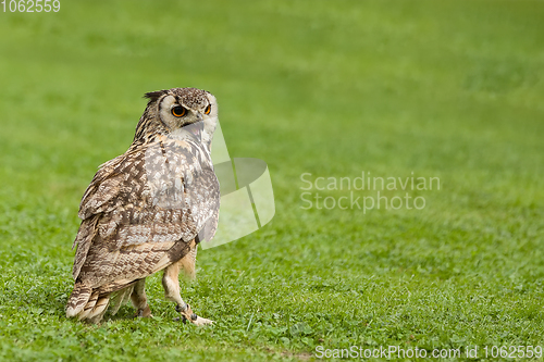 Image of Eurasian Eagle Owl (Bubo bubo)