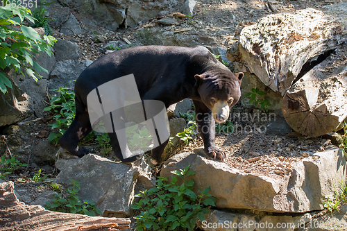 Image of Malaysian bear (Helarctos malayanus)