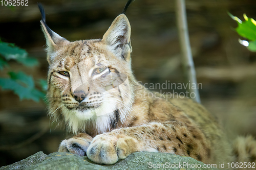 Image of portrait of Lynx female