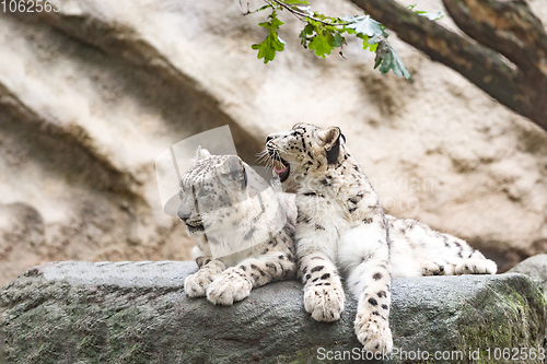 Image of cat snow leopard - Irbis, Uncia uncia