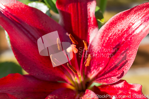 Image of beautiful lily flower in bloom