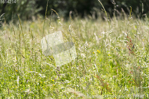 Image of sunny wildflower meadow