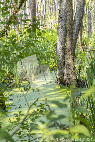 Image of sunny wetland scenery