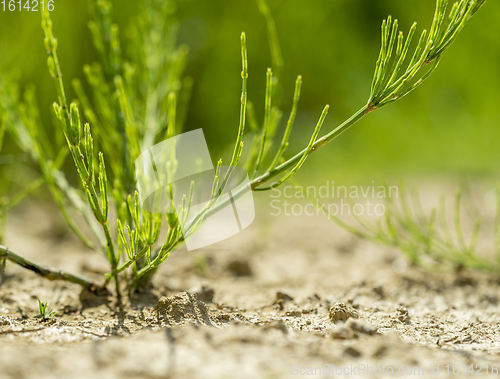 Image of low angle vegetation closeup