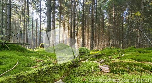 Image of idyllic forest scenery