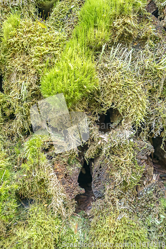 Image of ground cover vegetation