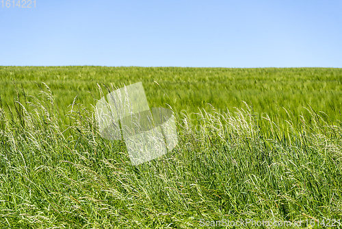 Image of sunny grassland scenery