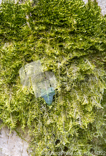 Image of green moss and ivy leaf