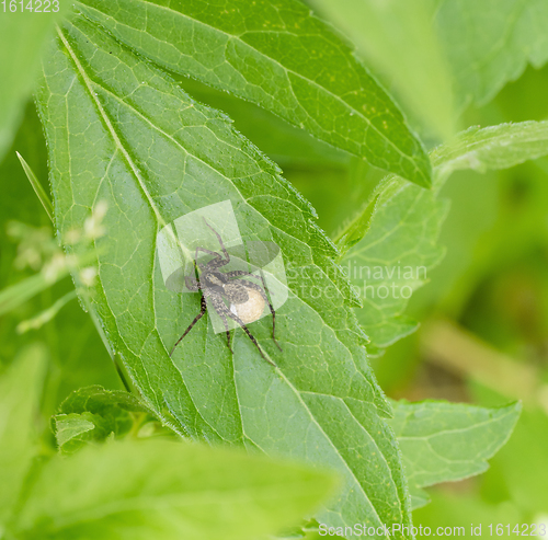 Image of wolf spider with egg sac