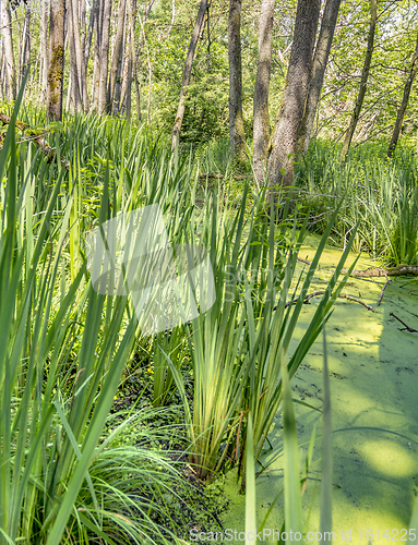 Image of sunny wetland scenery