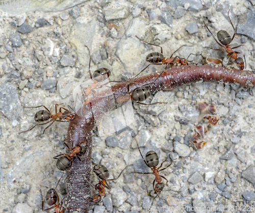 Image of ants and earthworm