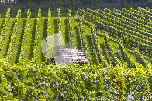 Image of sunny vineyard scenery