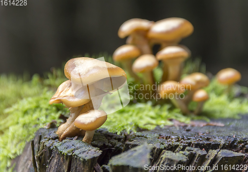 Image of lots of mushrooms