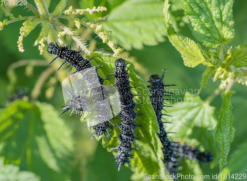 Image of european peacock caterpillars