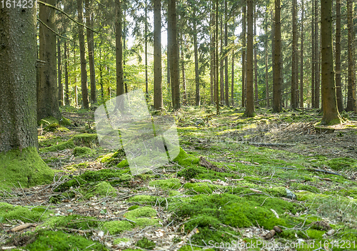 Image of idyllic forest scenery