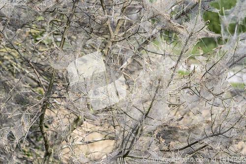 Image of ermine moth web