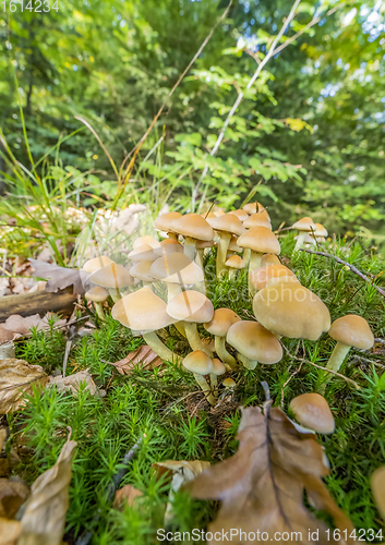 Image of lots of mushrooms