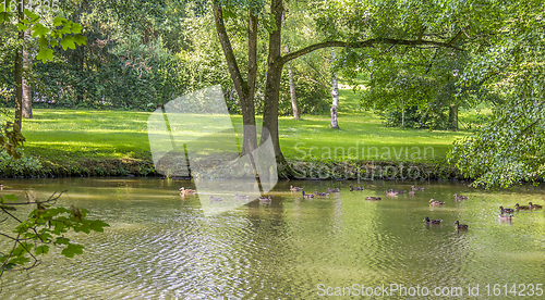 Image of Wild ducks swimming in a pond