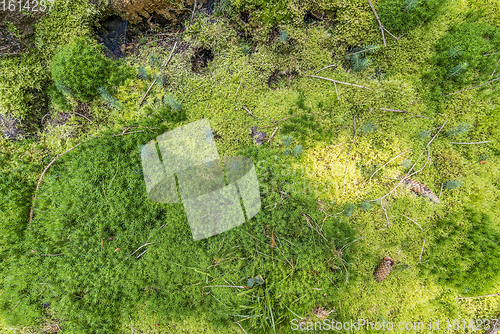 Image of ground cover vegetation