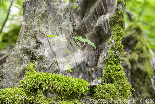 Image of vegetation on tree bark