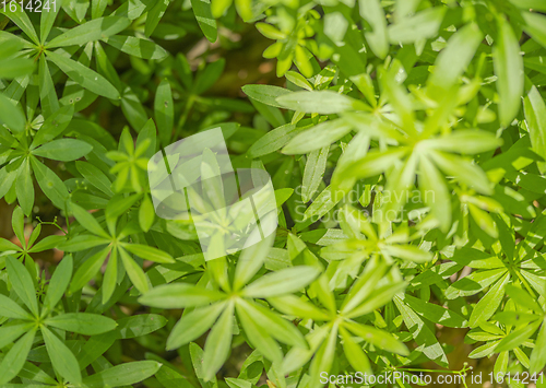 Image of dense vegetation closeup