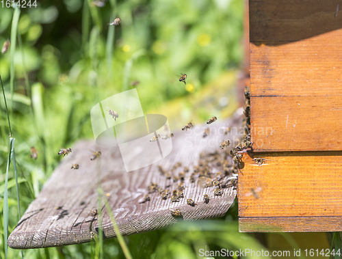 Image of Beehive and bees