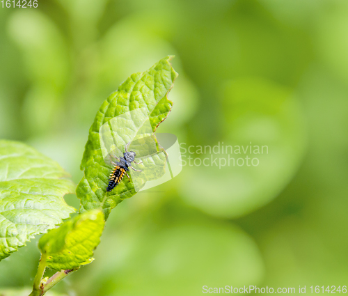 Image of larva of a Ladybug