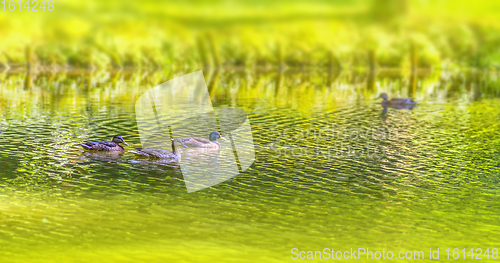 Image of Wild ducks swimming in a pond