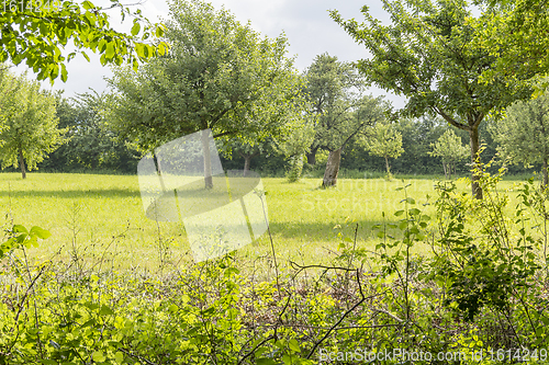 Image of sunny woodside scenery