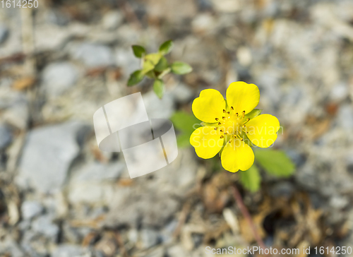 Image of yellow flowers in natural ambiance