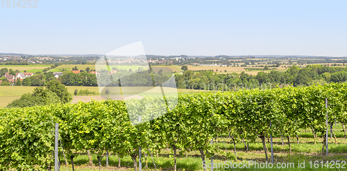 Image of winegrowing scenery in Hohenlohe