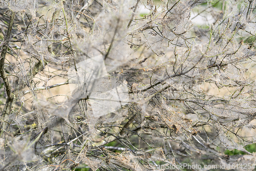 Image of ermine moth web