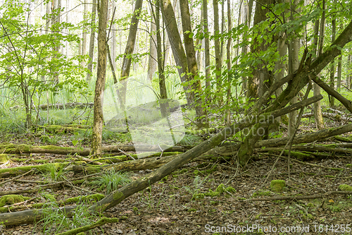 Image of sunny wetland scenery