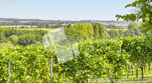 Image of winegrowing scenery in Hohenlohe